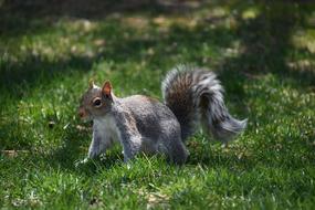 Squirrel Animal Pest