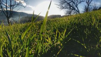green grass in the sunshine