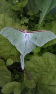 Saturnia Luna Actias