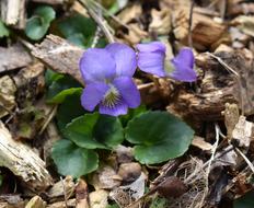 little flowers in the dry leaves
