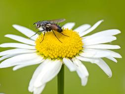 Fly Insect Animal
