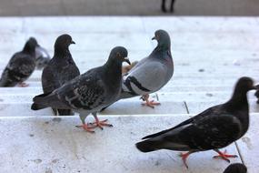 Pigeons Birds Nature