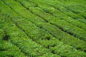 The Tea Plantations Beautiful landscape