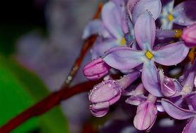 pink flowers in dew drops