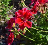 red house flowers in the garden