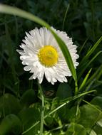 chamomile by the grass