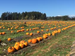 delicious ripe pumpkin harvest