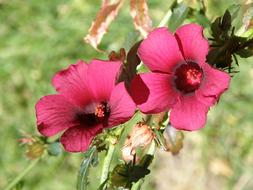 close up of flowers
