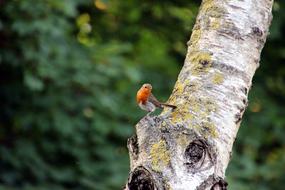 Bird Robin Small macro blur