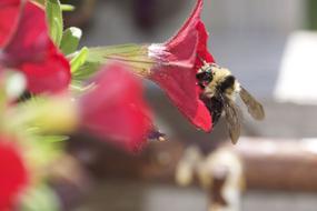 red flower with a bee in the sun