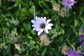 little wildflowers in the grass