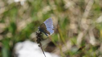 Butterfly Blue Insect