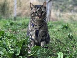 Pet Window Feline