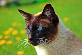 Cat Siam Breed Siamese