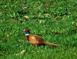 Pheasant Wildlife Bird