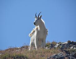 white goat on a blue background