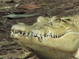 Crocodile Wild Reptile