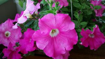 Petuna Flowers