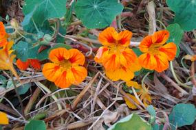 little orange flowers in the foliage
