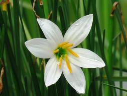 white flower on grass background