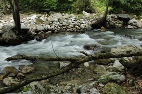 river with stones in the forest