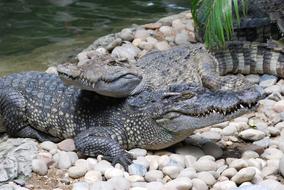 Crocodile Zoo Mouth