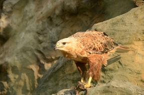 Bird Golden Eagle Extraction