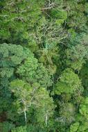 Tree Forest Nature
