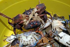 fresh crabs on a plate