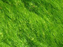 Green Background Texture