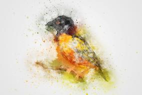 bird color feathers art abstract