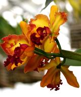 Orchid Yellow Orange