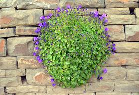 green plants on the wall