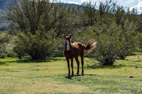 Horse Wild Animal