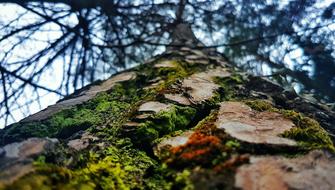 big tree in green moss