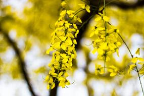 Yellow Flowers Sessional