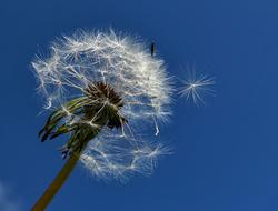 Dandelion Flower