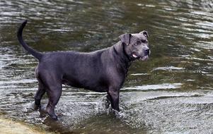 Dog River Mammal