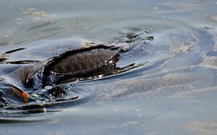 Carp Swim Water Surface