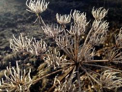 thorny plants on the ground