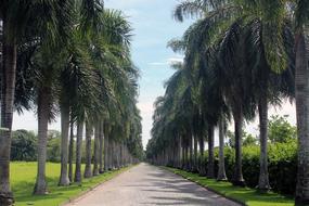 Palm Trees Avenue Road