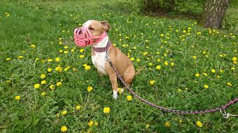 Amstaff dog on meadow