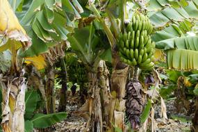 banana tropical tree
