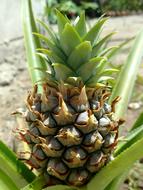 fresh tropical pineapple