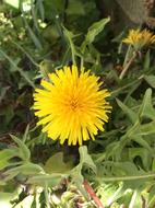 Dandelion Flower Wild