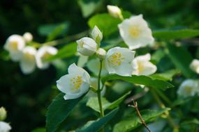 pretty white flowers in the garden