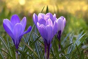 purple flower two