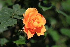 Rose White Flower