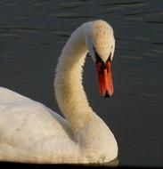 Swan Bird Water