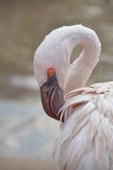 Flamingo Looking Bird Pink